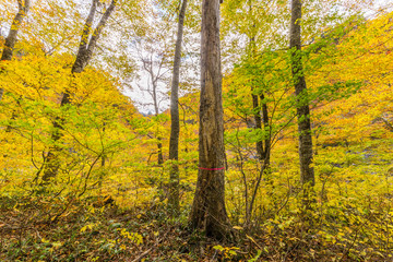 Fototapeta premium キラキラしすぎて目が痛い。。。。