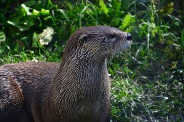 Otter