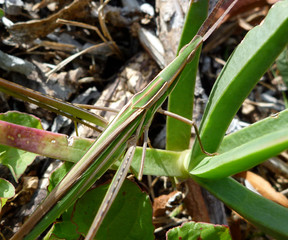 Beetie Carausius Morosus