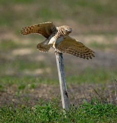 A young Burrowing Owl is perched, balancing on a stake, watching for prey.