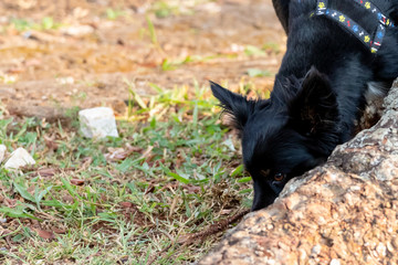 dogs cães cachorros
