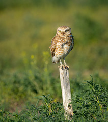 A young Burrowing Owl is perched, balancing on a stake, watching for prey.