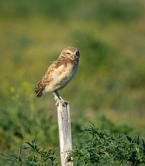 A young Burrowing Owl is perched, balancing on a stake, watching for prey.