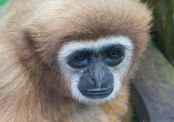 Portrait of a monkey in a large zoo. the overweight eyes of the monkey. rainforest inhabitants
