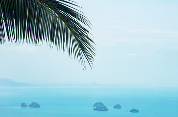 Fototapeta na wymiar sprig of palm on the background of the azure sea. tropical nature. blue sea in the haze. romantic seascape