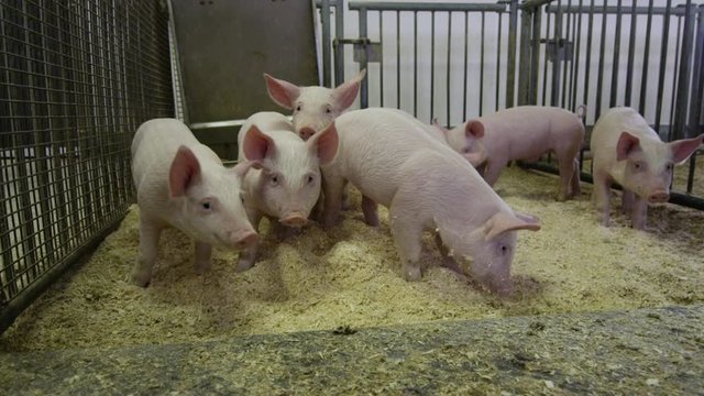 Pigs in family owned organic farm agriculture animals