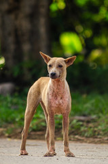 Ugly dog standing on the asphalt road 