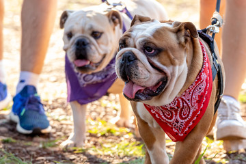 dogs cães cachorros