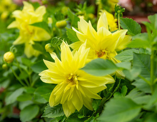  yellow chrysanthemums in the fall. Chrysanthemums In The Garden Of A Big Buddha. autumn flowers. summer in the garden