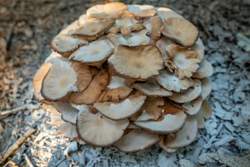 Powered Mushroom form top