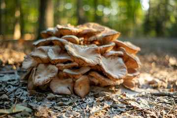 Powered Mushroom
