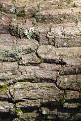 Old weathered and cracked tree bark background texture