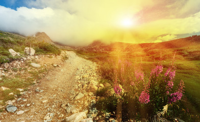 Sunlight shining on a dirt road lined with colorful wildflowers in a panoramic Colorado mountain...