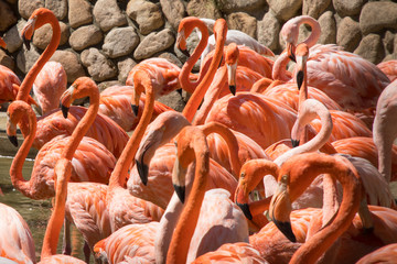 A flock of flamingos seen at the zoo