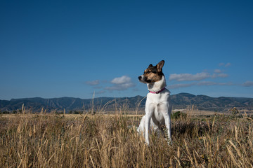 A white dog with a dark head standing in long grass with mountains in background