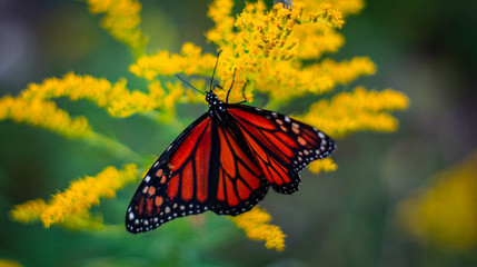Monarch Butterfly 