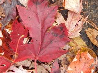 autumn leaves on ground