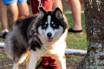 dogs cães cachorros