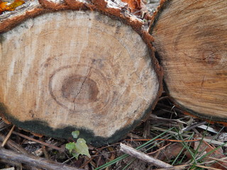 cut of a tree
