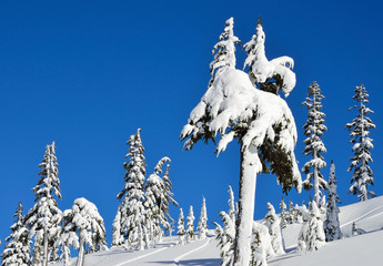 Mount Baker wilderness , WA , USA