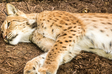 Bobcat lying on the ground