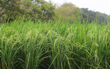 Rice plants in the green paddy field on