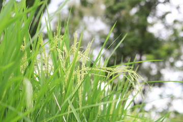 Rice plants in the green paddy field on