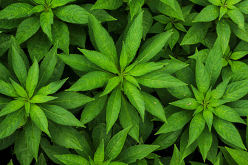 Green leaves for background. Nature concept.