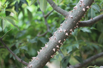 The prickly trunk of a tree.