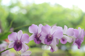 Naklejka na ściany i meble Purple orchid flower in garden