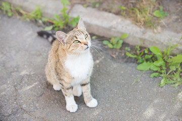Naklejka na ściany i meble Cute street cat grey tortoise color sits on the asphalt, a street portrait of tabby cat with green eyes.