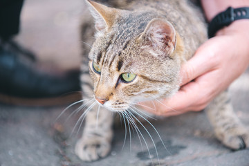A man's hand stroking a beautiful gray cat turtle color, portrait of a curious striped cat on a walk in the city.