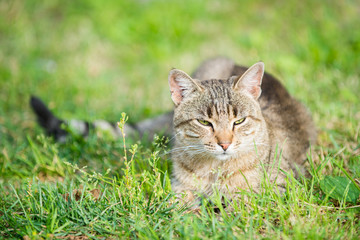 Beautiful gray cat turtle color lies on the grass, a portrait of a curious striped cat on a walk.