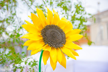 Obraz premium Beautiful yellow bud artificial sunflower foam material on blurred background.