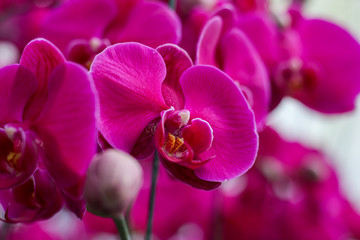 Fototapeta na wymiar Close up red orchid blooming in orchid garden