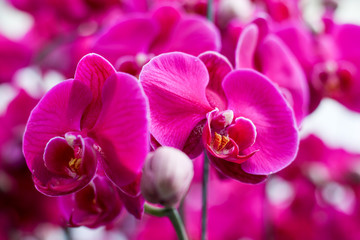 Fototapeta na wymiar Close up red orchid blooming in orchid garden