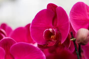 Close up red orchid blooming in orchid garden