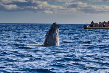 Humback whale breaking the surface in trhe ocean near Lahaina on Maui. © manuel