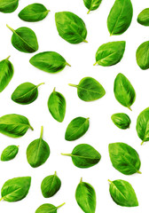 Basil  leaf Pattern. Fresh green basil herb isolated on white background. Top view. Flat lay.
