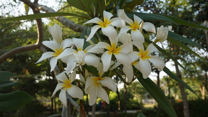 White Frangipani Flower In Harmony Garden Surabaya