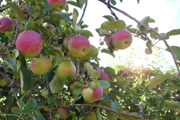 fruit apples hanging in tree organic orchard farm