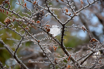 planta congelada en la patagonia argentina
