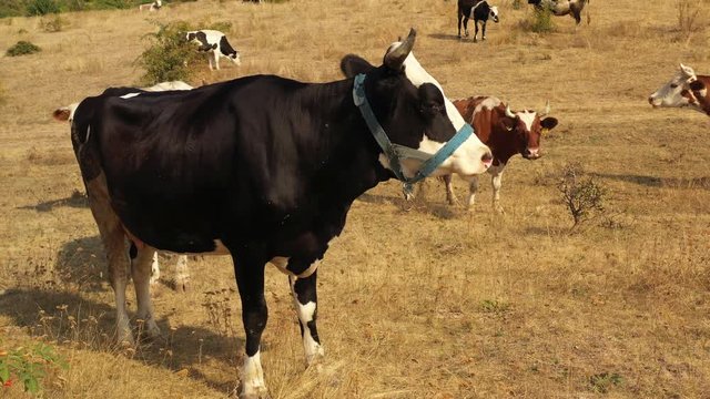 Cows graze in the meadow, where the grass burned from the heat.