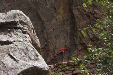 climber on side of mountain in red shirt