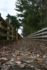 Wooden pathway through forest woods in the morning