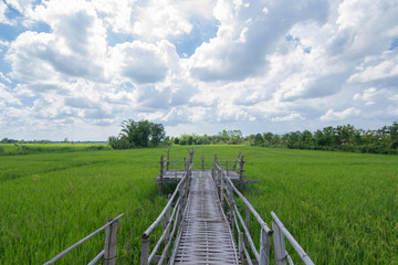 Fototapeta na wymiar Green rice field with blue sky and cloud.