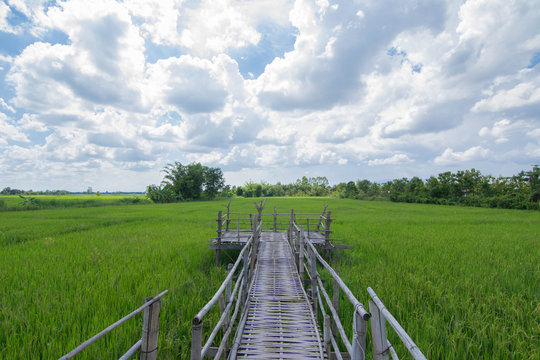 Green rice field with blue sky and cloud. © dekliyngkaea
