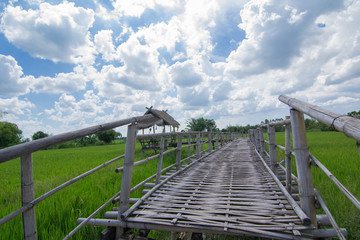 Green rice field with blue sky and cloud.