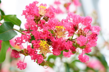 赤い百日紅の華やかな花