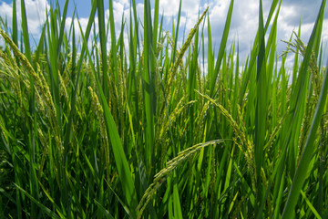 Green rice field with blue sky and cloud.